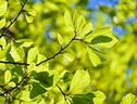 Undici Paesi Ue cercano di salvare la legge Ue sulla natura (ANSA)