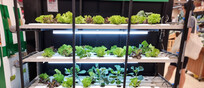 Aquaponic system produced vegetables under led lighting being retailed in supermarket