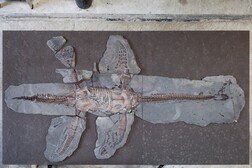 Il fossile di plesiosauro ritrovato a Holzmaden, in Germania (fonte: Klaus Nilkens/Urwelt-Museum Hauff 