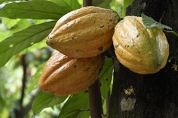 Frutti di Theobroma cacao (fonte: Daniel Tineo, CC-BY 4.0)