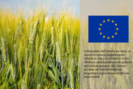 Eurostat, prezzi agricoli in aumento +2,2% a fine 2024