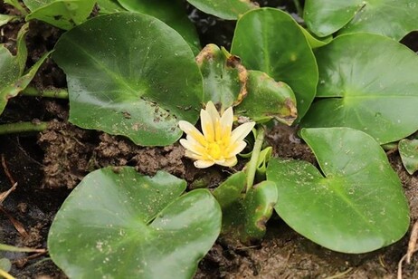 Nymphaea thermarum, the smallest water lily in the world (credit: Università Roma Tre)