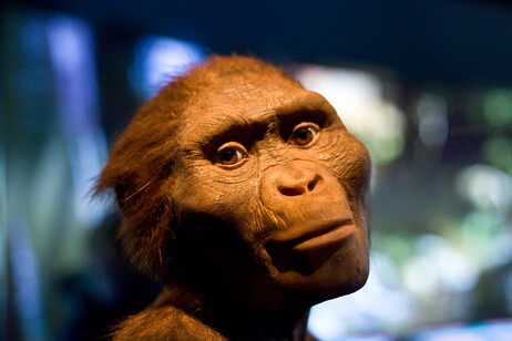 Ricostruzione di Lucy esposta nel Museo di Scienze naturali di Housron (fonte: Jason Kuffer da Flickr CC BY-NC-ND 2.0)