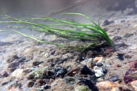 La Isoëtes malinverniana è una rara felce acquatica che si trova solo in Piemonte e Lombardia (fonte: Thomas Abeli)