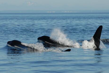 Le balene sono gli unici mammiferi oltre l’uomo ad aver evoluto la menopausa (fonte: David Ellifrit, Center for Whale Research. Reference Permit NMFS-27038)