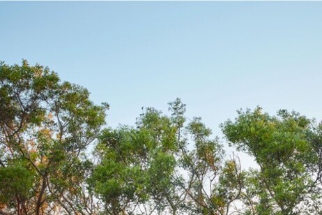 Immagini rilasciate dall’autore per la presentazione del libro: U.Pasti &amp; N.Minh Ngo, Un Jardin Revé, Rohuna, Nord du Maroc, Flammarion, 2019