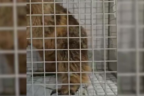 Marmotta in un supermercato, catturata e liberata in montagna