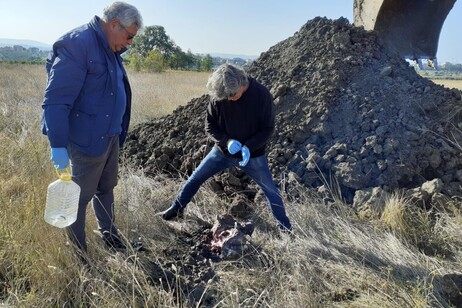 Centro Studi Cetacei sopralluogo a Vasto, Punta Penna, su capodogli spiaggiati