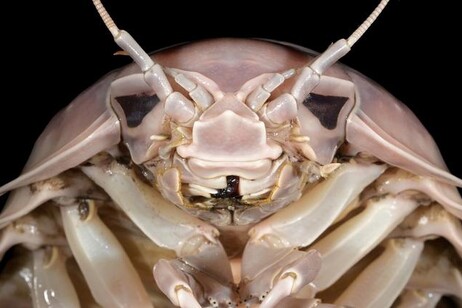 La testa di Bathynomus vaderi  (fonte: Nguyen Thanh Son)