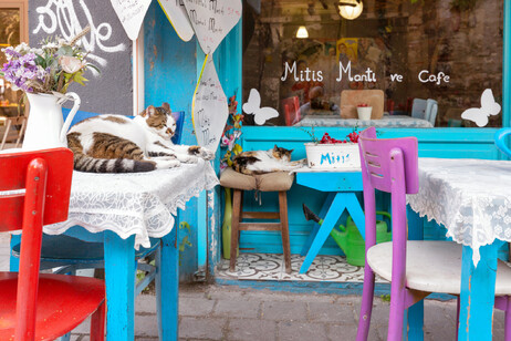 Un gatto si riposa in un ristorante di Istanbul foto iStock.