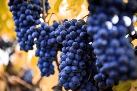 Langhe grappoli di uva Barolo Nebbiolo foto iStock.