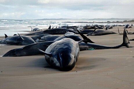 Australia, oltre 150 delfini 'spiaggiati' in Tasmania