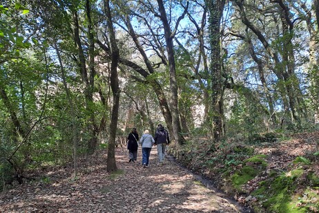 Parco di Laconi bosco