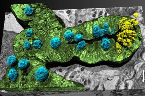 Rappresentazione 3D del tessuto dell'intestino di topo (fonte: Palermo F et al., Science Advances 2025 CC BY 4.0)