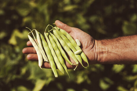 Slow Food Italia, 10 giorni per celebrare i legumi