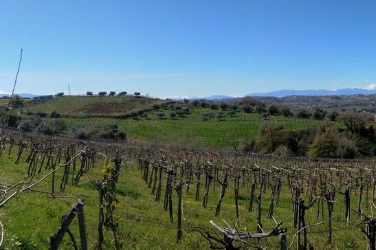 Città del vino, 'no a impianti eolici su terreni agricoli'