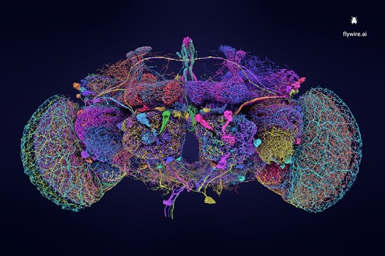 I 50 neuroni più grandi nel connettoma del moscerino della frutta (fonte: Tyler Sloan e Amy Sterling perFlyWire, Princeton University, Dorkenwald et al., Nature, 2024)