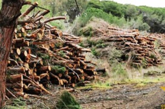 L'Ue propone rinvio di un anno della legge su deforestazione