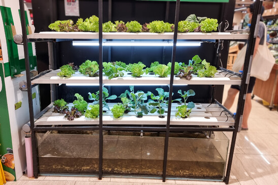 Aquaponic system produced vegetables under led lighting being retailed in supermarket