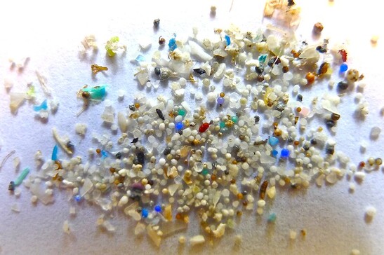 Particelle e fibre di microplastica possono insinuarsi nel tessuto cerebrale (fonte: Flickr, Oregon State University)