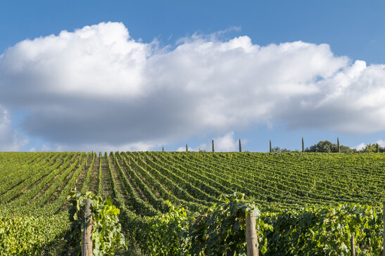 Artisti per Frescobaldi, Cenci e Park creano opere site-specific