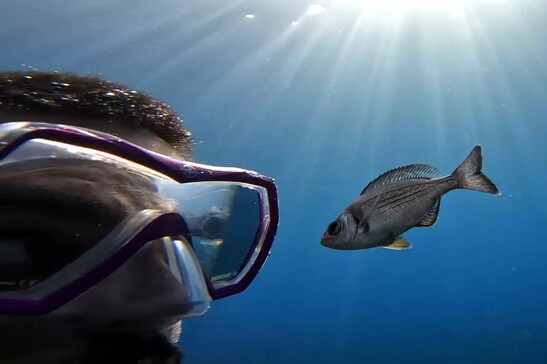 Il ricercatore Maelan Tomasek durante l’esperimento con le orate (fonte: © MPI of Animal Behavior/ Maelan Tomasek)