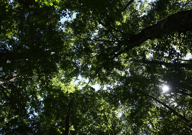 E' vero che il taglio degli alberi fa male ai boschi? (ANSA)