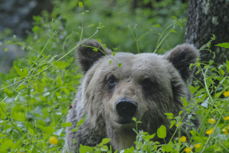 Orso bruno marsicano (foto Parco Nazionale d 'Abruzzo) - RIPRODUZIONE RISERVATA