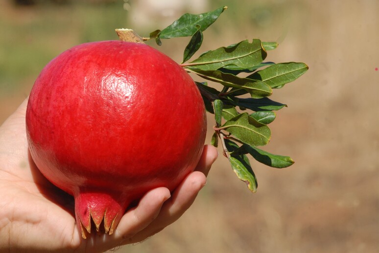 Un decalogo del Crea per l 'educazione alimentare nelle scuole - RIPRODUZIONE RISERVATA