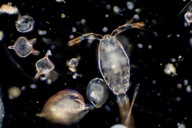 Pronto il catalogo dei microrganismi negli oceani (fonte: tonaquatic, iStock) -     RIPRODUZIONE RISERVATA