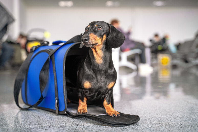 Cane in viaggio nel trasportino foto iStock. - RIPRODUZIONE RISERVATA