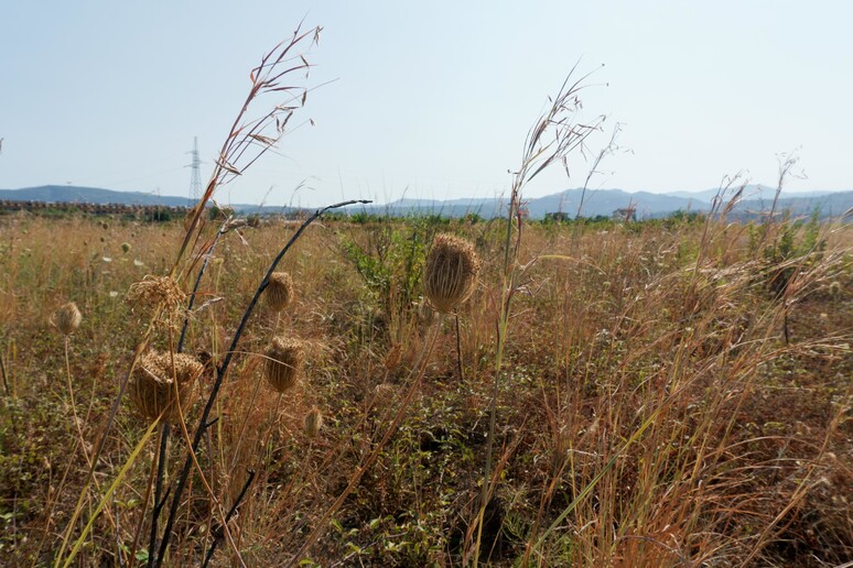 Ripristino della natura, al via il confronto sui piani nazionali - RIPRODUZIONE RISERVATA