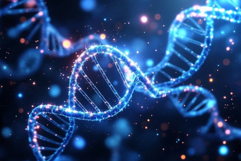 Rappresentazione artistica di due molecole di Dna (fonte: StockCake) - RIPRODUZIONE RISERVATA