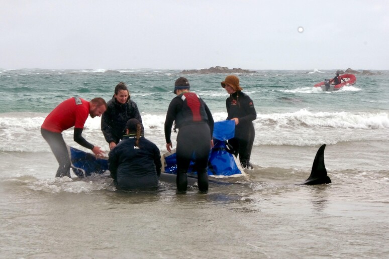 Australia, oltre 150 delfini 'spiaggiati' in Tasmania