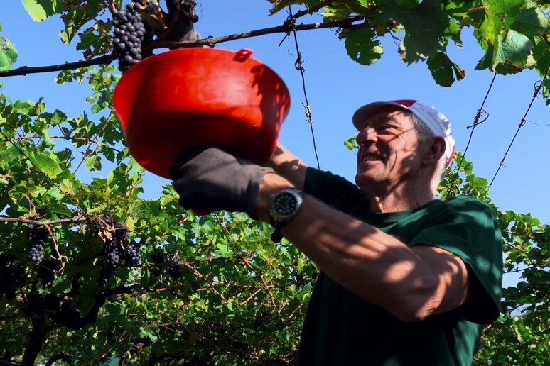 Ciclismo: Moser testimonial della Valle dei Vini di Mtb - RIPRODUZIONE RISERVATA