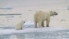 Una femmina di orso bianco con il cucciolo (fonte: Kt Miller / Polar Bears International)